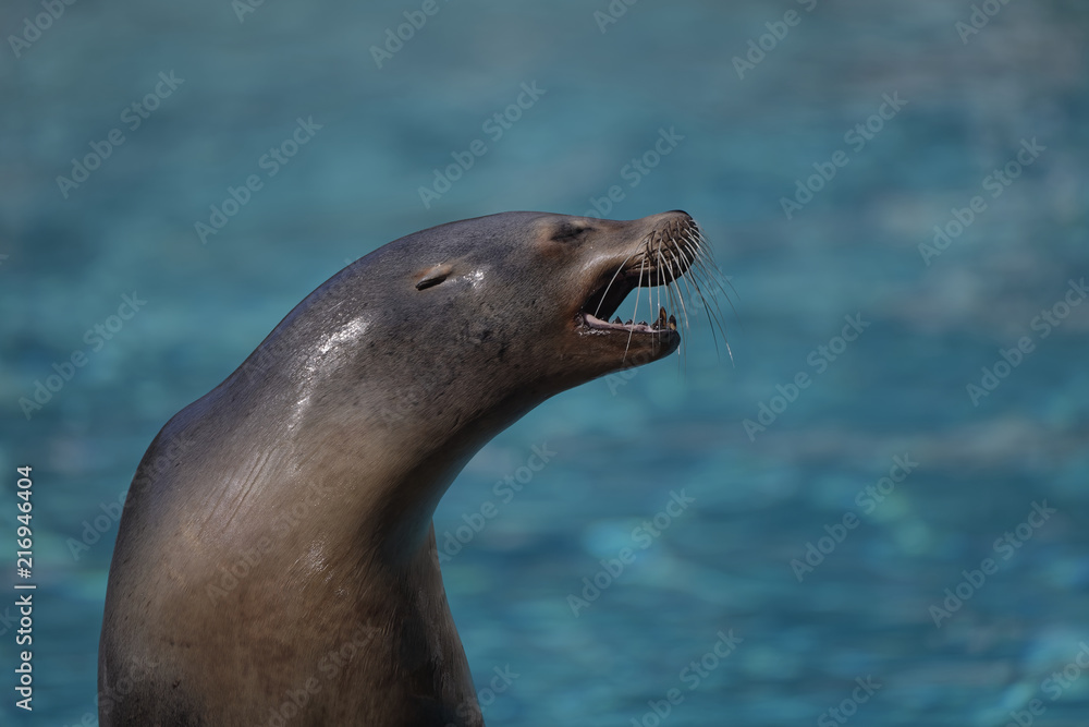 Obraz premium Otarie de Californie au zoo de la Flêche