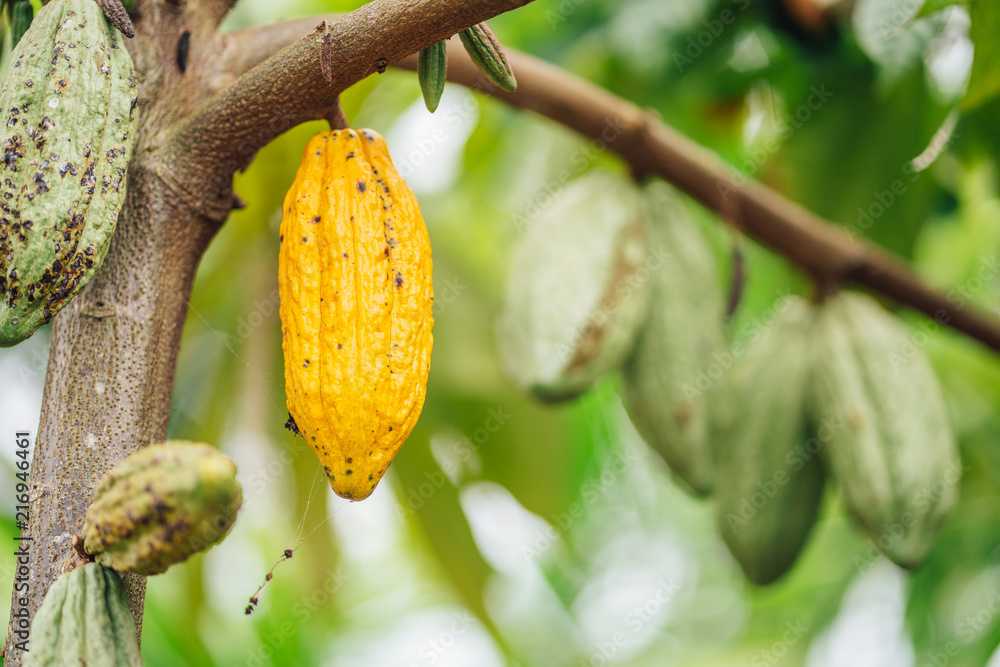 Obraz premium Cacao Tree. Organic cocoa fruit pods in nature. Theobroma cacao.