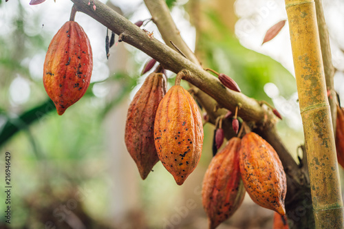 Cacao Tree. Organic cocoa fruit pods in nature. Theobroma cacao.