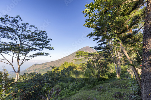 Trees on a slope in front of Mount Inerie in Flores, Indonesia. photo