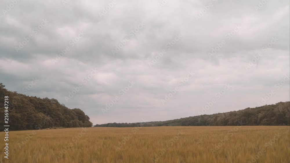 timelapse wheat field with yellow colic and trees behind the field timelapse wheat field with yellow colic and trees behind the field