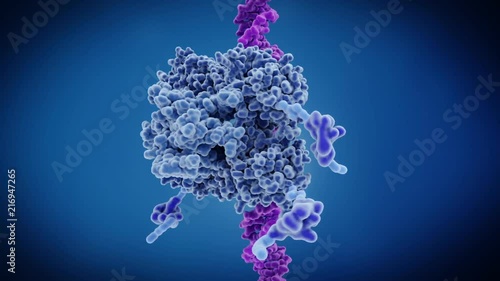DNA binding to anti-cancer protein p53, animation photo
