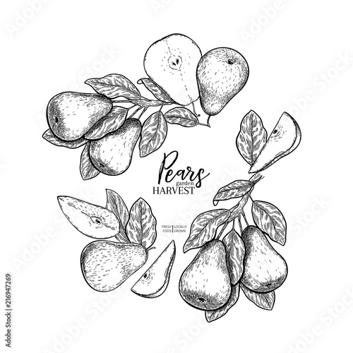 Hand drawn banner of pears. Summer harvest. Vector vintage engraved style. Autumn garden fruits and berries. Fall holiday flyer. Thanksgiving, farm festival, food market design.