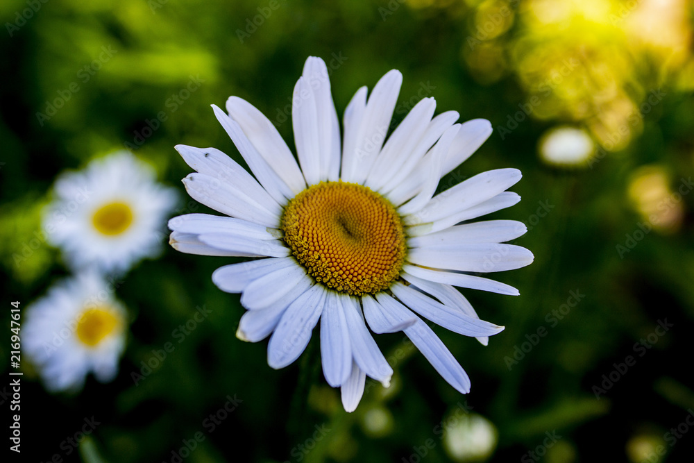 Obraz premium White and yellow