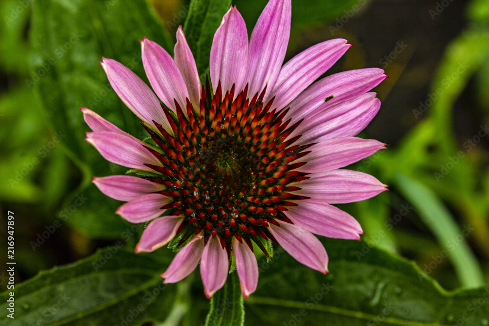 Obraz premium flower pink