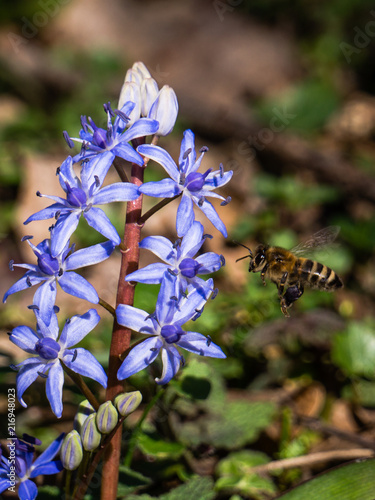 Scilla bifolia flower, known as the alpine squill or the two-leaf squill