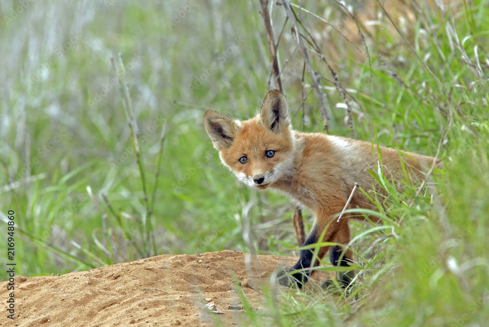 little fluffy Fox in the meadow