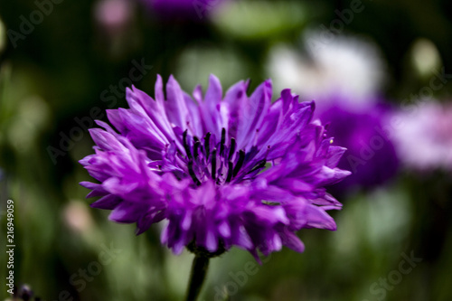 Glass petals