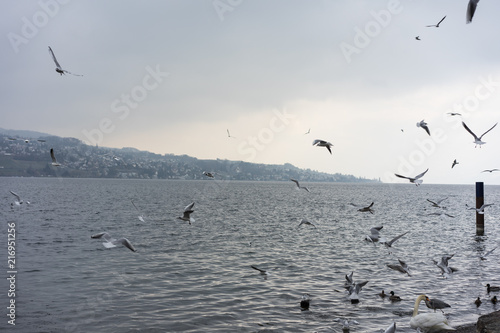a swarm of birds on lake zurich swimming and flying in the winter