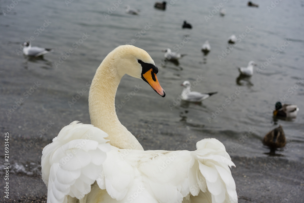 Obraz premium beautiful white swan back view with opened wings
