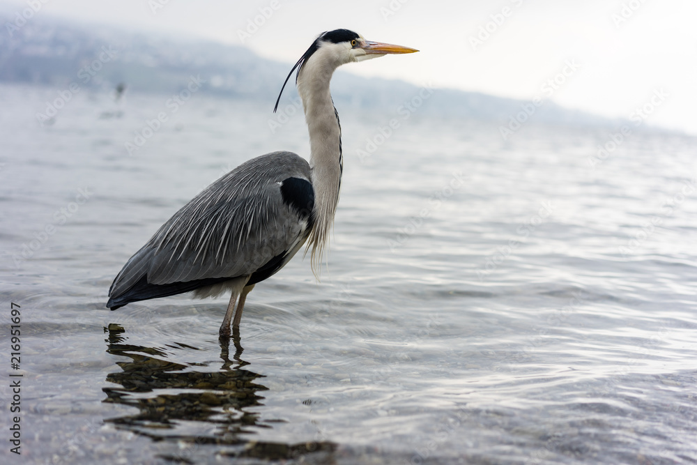 Obraz premium crane bird standing in water, wintertime