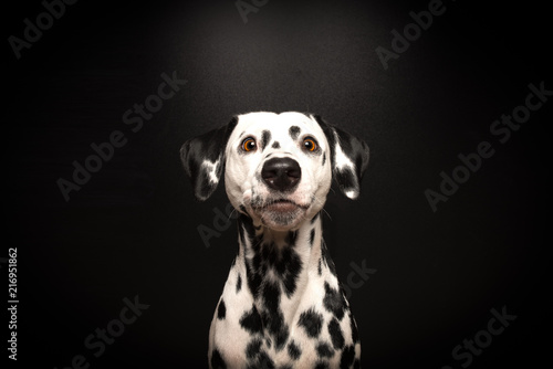Dalmatiner wartet auf Belohnung © Patrick Altrogge