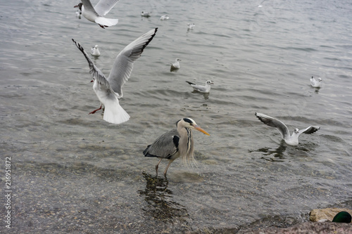 different birds on lake shore on a cloudy day