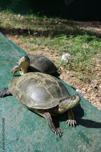 Wasserschuldkröten sonnen sich in der Natur