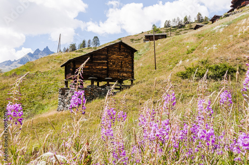 Zermatt, Findeln, Weiler, Sunnegga, Wanderweg, Bergwiese, Alpenblumen, Wallis, Walliser Berge, Alpen, Holzhaus, Stall, Bergbauer, Sommer, Schweiz photo