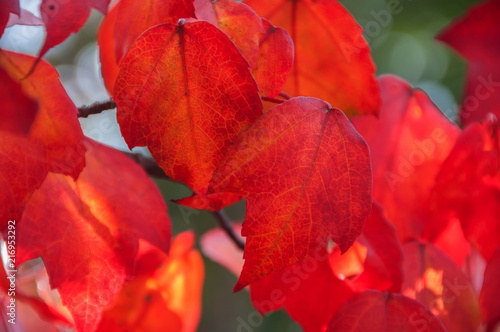 Bright red leaves on a tree in an autumn garden. Close-up. Selective soft focus. 