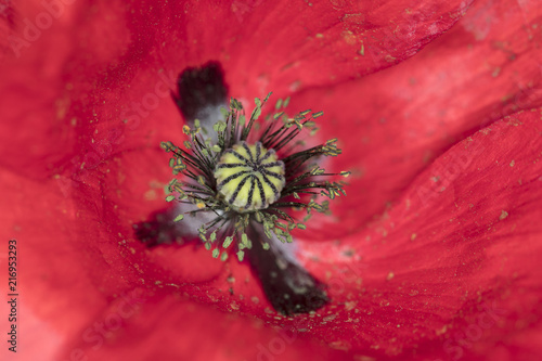 Fototapeta Naklejka Na Ścianę i Meble -  field poppies, beautiful flowers, closeup