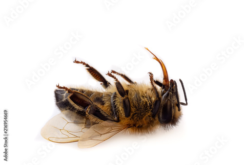 A macro close-up of a dead honey bee on a white background.