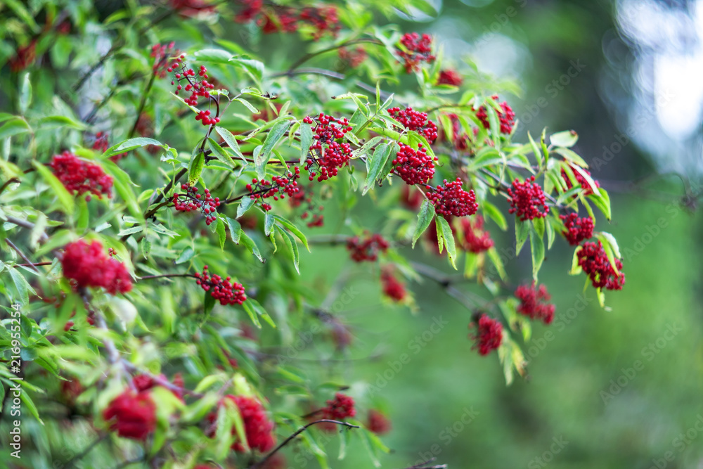 Red elderberry in the forest