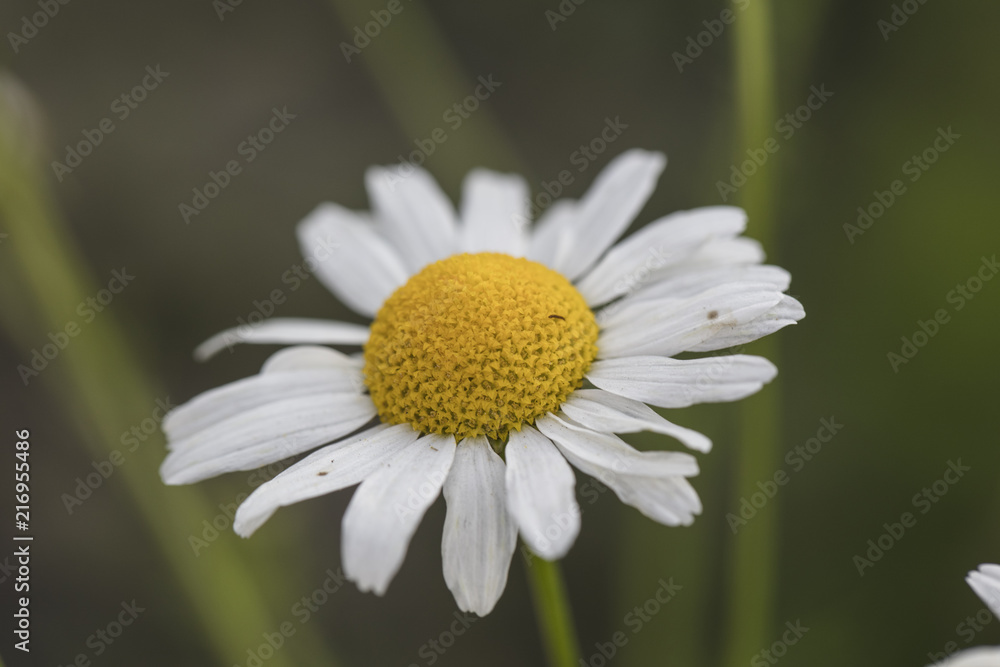 Fototapeta premium Common daisy