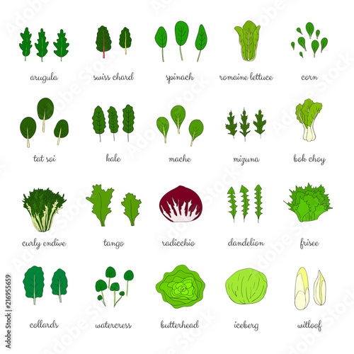 Hand drawn popular types of salad.