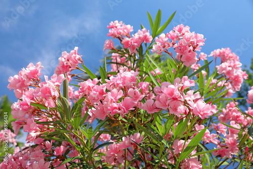 Bush with pink flowers oleander close-up photo