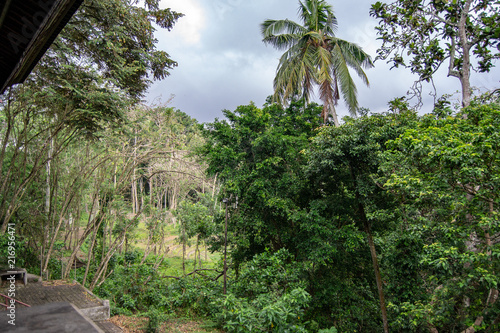 Ubud forest