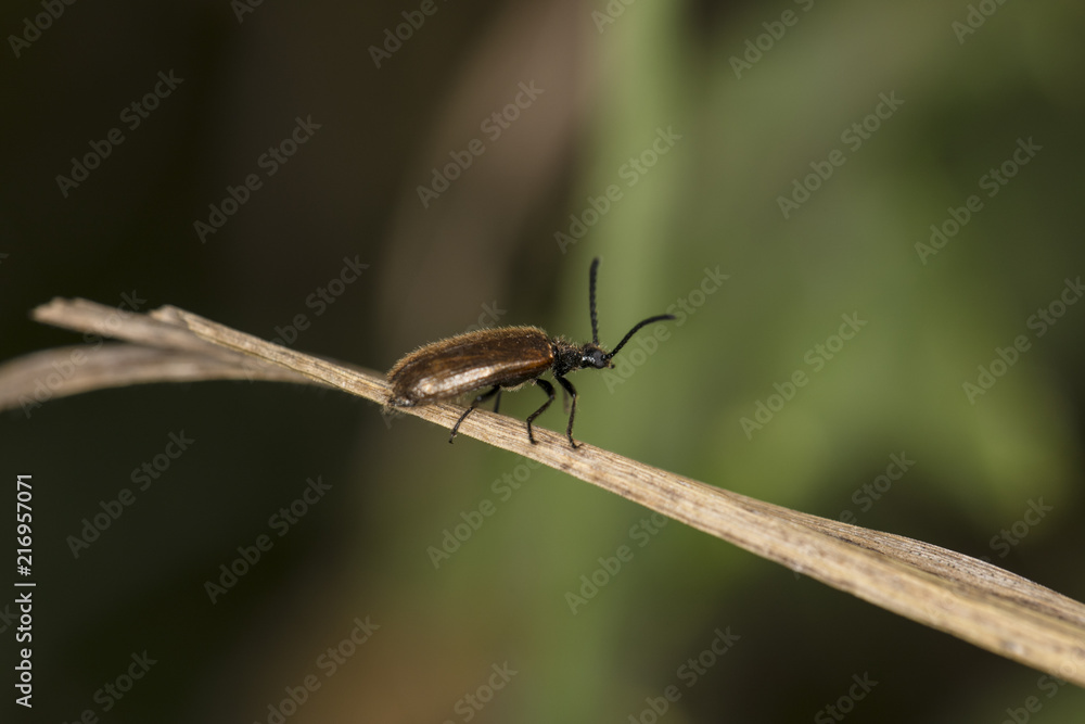 Rhagonycha fulva, brown insect is walking on the grass, macro picture Rhagonycha fulva, brown insect is walking on the grass, macro picture