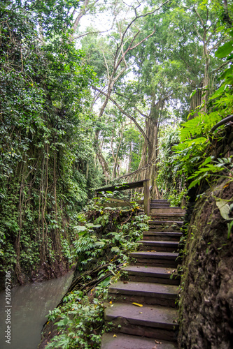 Ubud forest © Maria