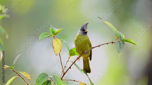 Bird in yellow color and grey crested,front view. Crested finchbill bird perching and swaying on branch in highland forest of thailand with natural blurred background ,hd video. photo