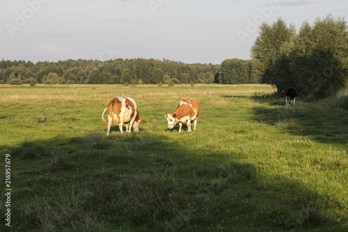cows in the pasture, green grass
