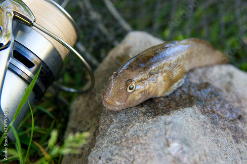 Close up view of freshwater bullhead fish or round goby fish just taken from the water on gray stone background and fishing rod with reel.. photo