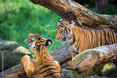 Two young malayan tigers 