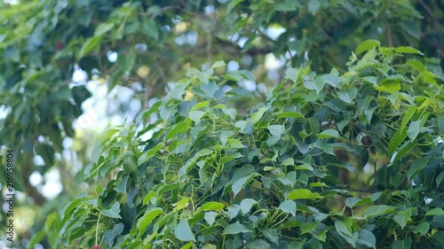 Wallpaper Mural green leaf Torontodigital.ca