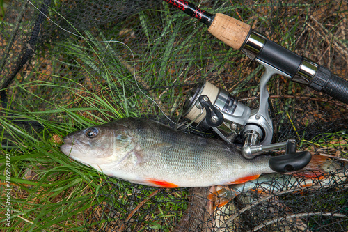 Big freshwater perch on landing net with fishery catch in it and fishing rod with reel.