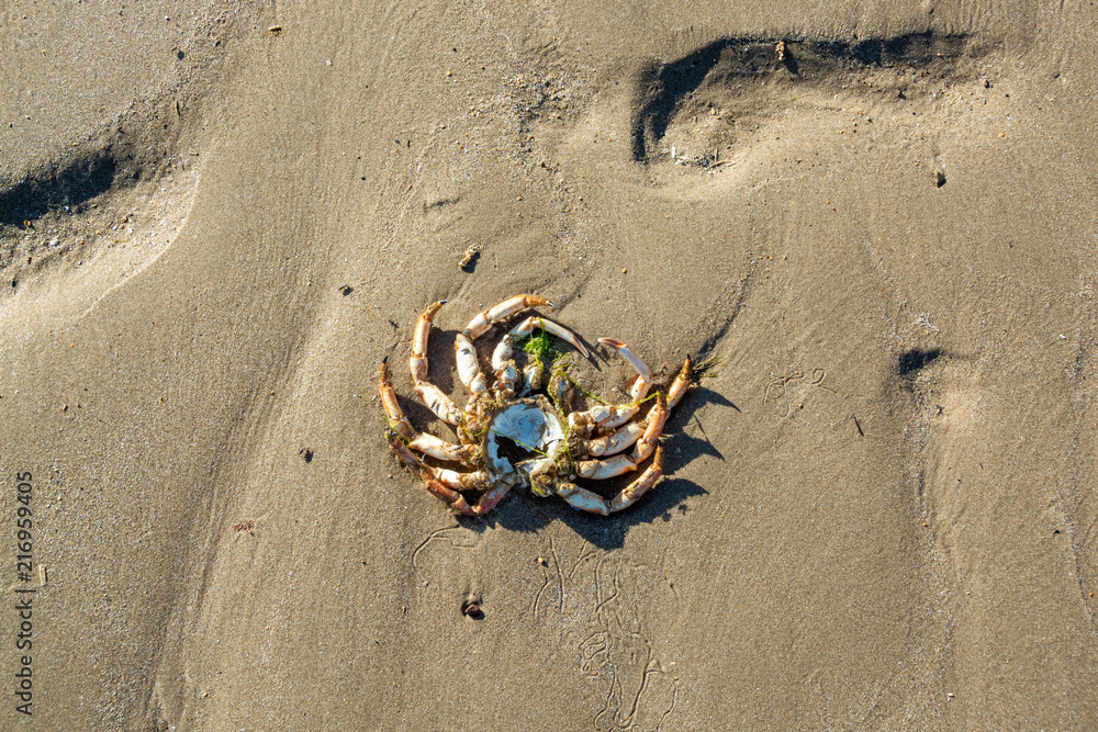 Remains of a dead crab left on sandy beach at low tide on hot summer day Remains of a dead crab left on sandy beach at low tide on hot summer day