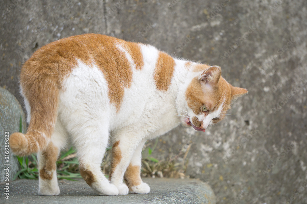 野良猫