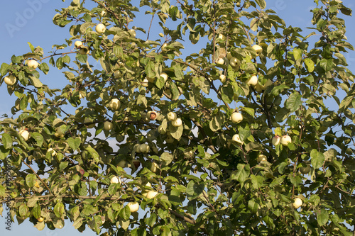  large branch full of apple fruit
