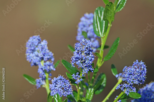 Blue Ceanothus flower bloom in the garden
