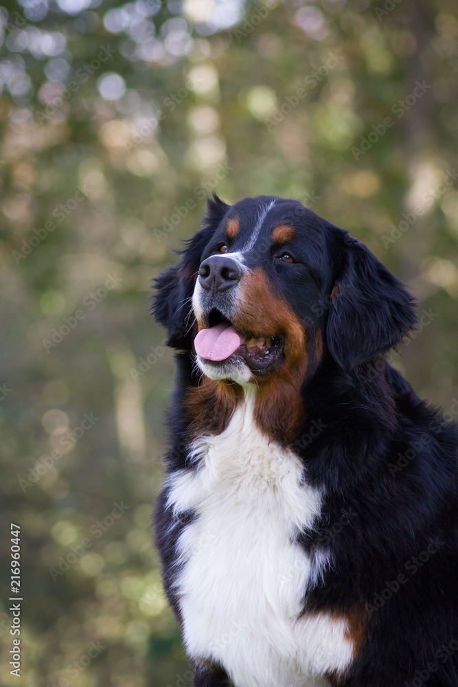 Bernese mountain dog girl posing outside.	