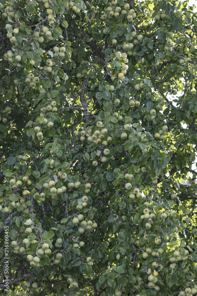 Fototapeta premium big pear tree with a lot of fruits 