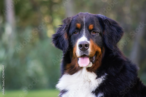 Bernese mountain dog girl posing outside. 