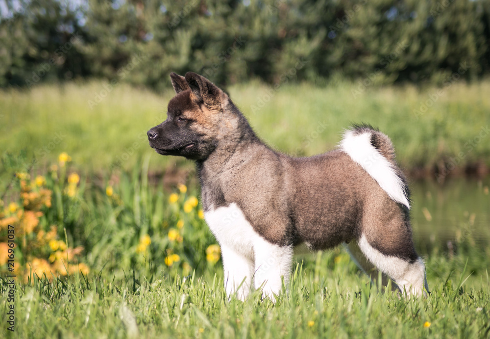 American akita cute puppy outside in the sun. American akita cute puppy outside in the sun.