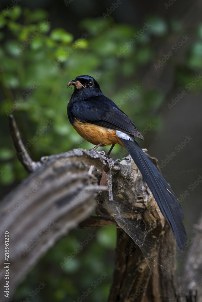 White-rumped Shama - Copsychus malabaricus, beautiful iconic perching bird from Asian forests, Sri Lanka. White-rumped Shama - Copsychus malabaricus, beautiful iconic perching bird from Asian forests, Sri Lanka.