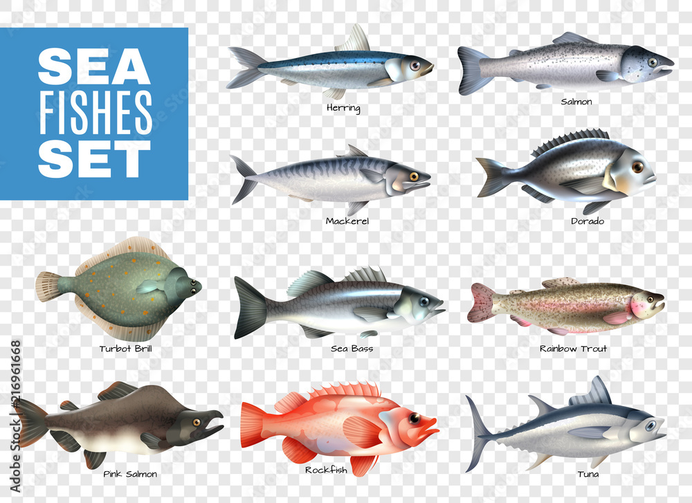 Sea Fishes Transparent Set Sea Fishes Transparent Set