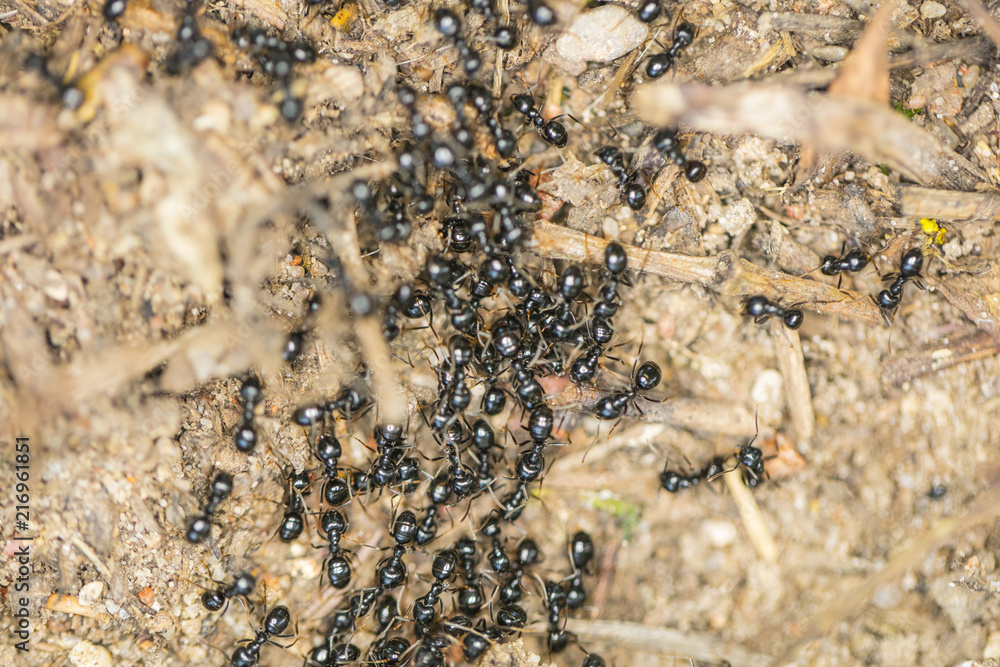 black ants, big cluster, top view black ants, big cluster, top view