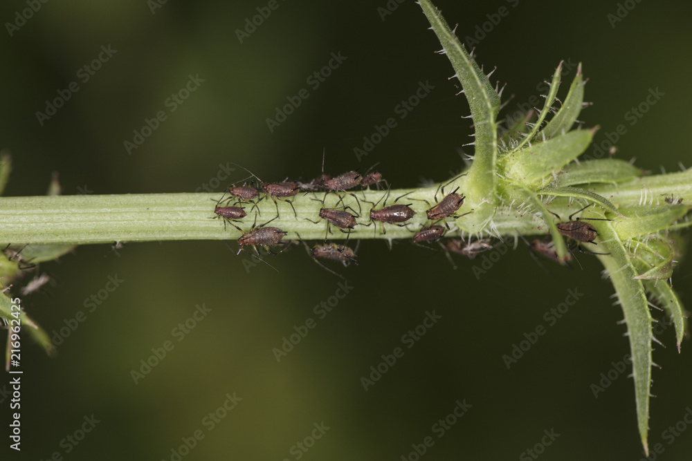 Fototapeta premium very small insects on the stem of the plant