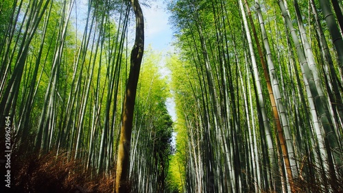 Kyoto bamboo