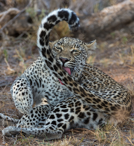 South Africa Leopard cleaning long tail photo