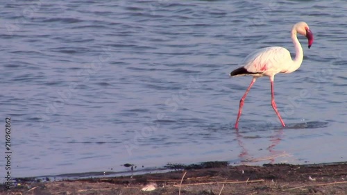 flamingo walking in lake photo